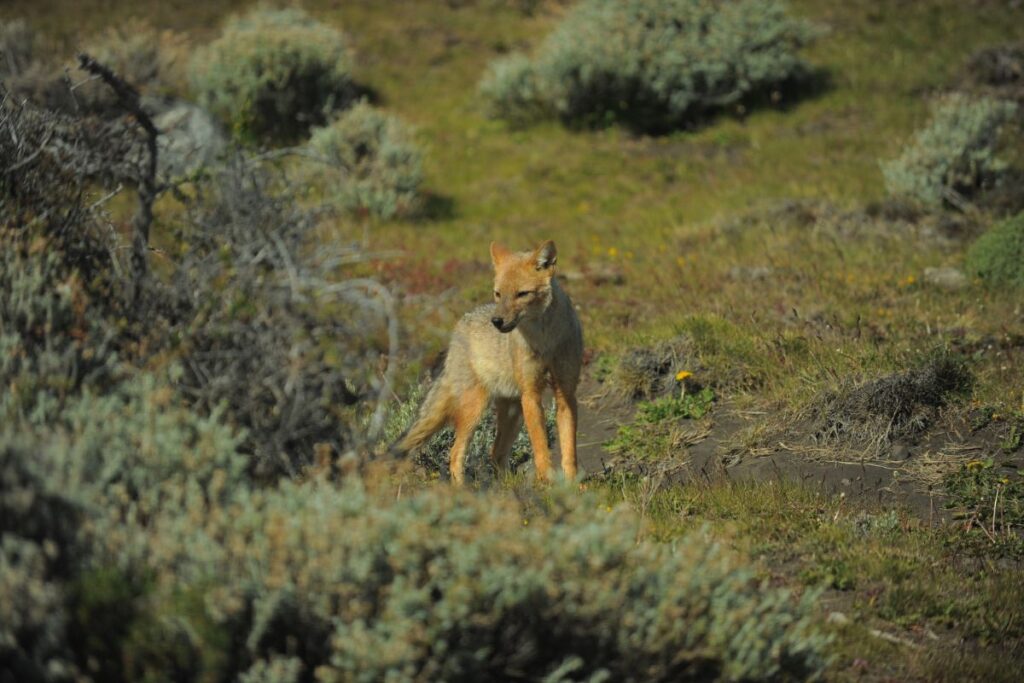 fauna en el calafate 2