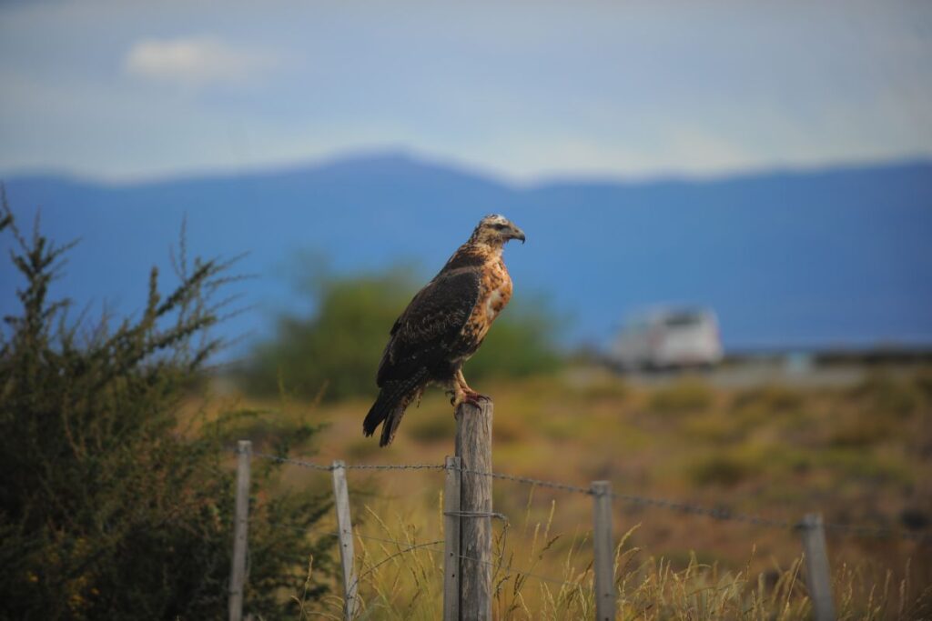 Fauna en el Calafate
