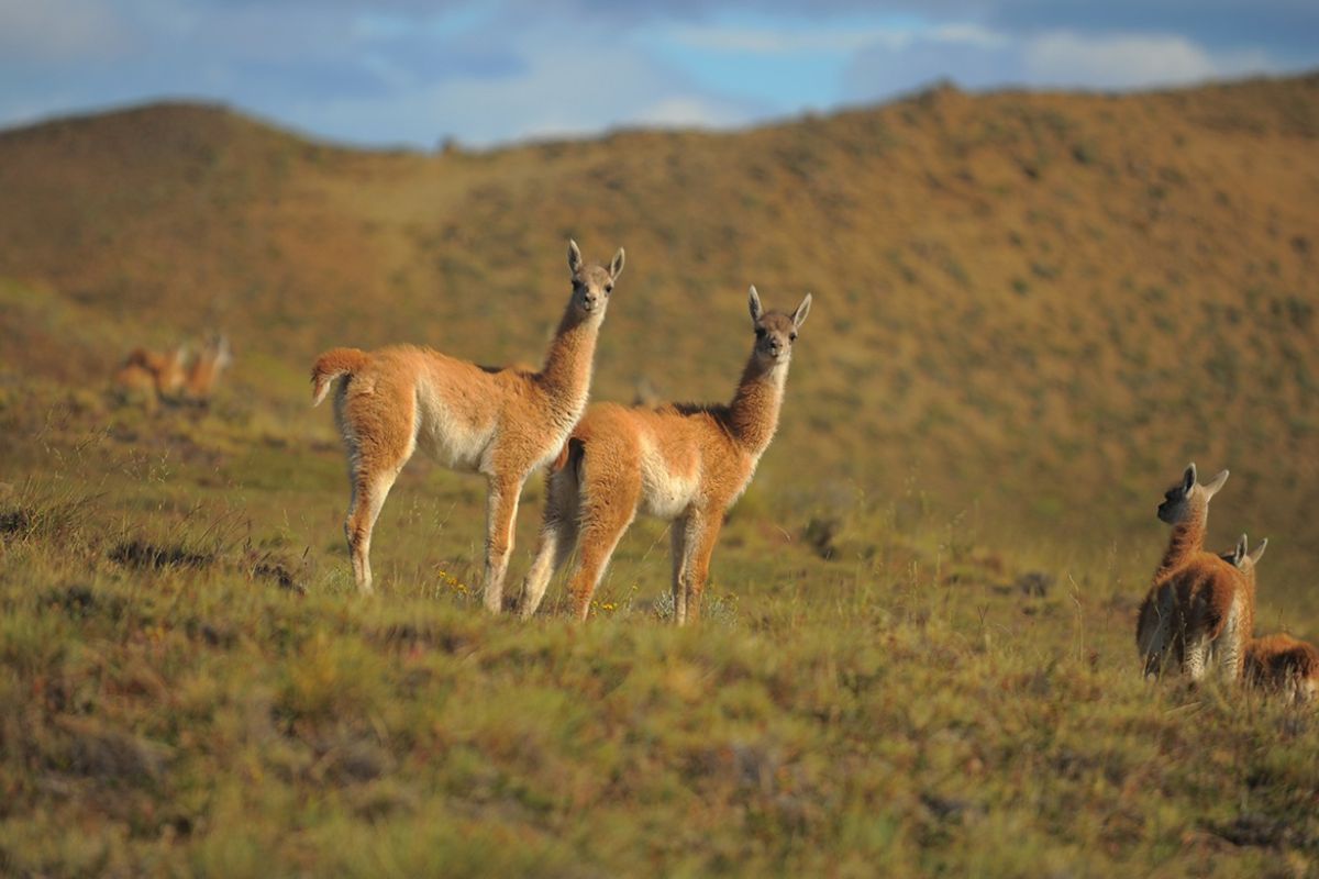 fauna cerro frias